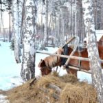 Лошадка жует сено зимой